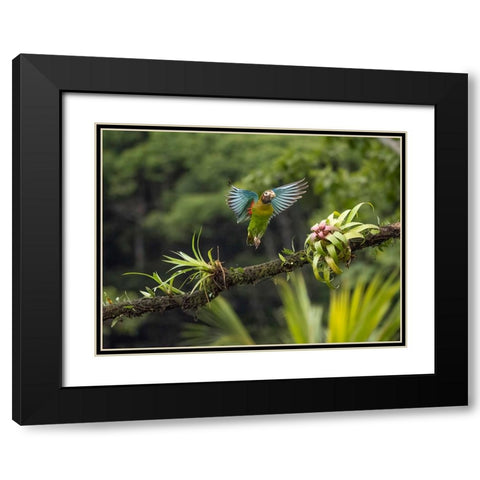 Brown-hooded parrot- Costa Rica- Central America Black Modern Wood Framed Art Print with Double Matting by McDonald, Joe and Maryann