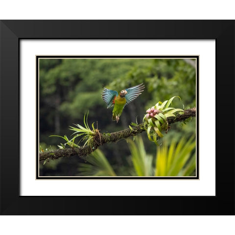 Brown-hooded parrot- Costa Rica- Central America Black Modern Wood Framed Art Print with Double Matting by McDonald, Joe and Maryann