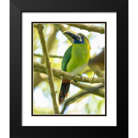 Emerald Toucanet- Costa Rica- Central America Black Modern Wood Framed Art Print with Double Matting by McDonald, Joe and Maryann