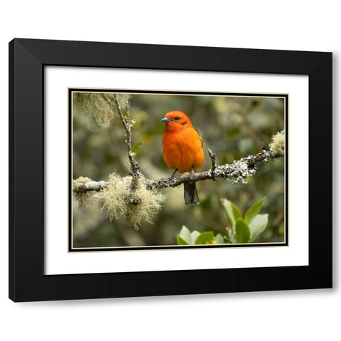 Flame-colored tanager- Costa Rica- Central America Black Modern Wood Framed Art Print with Double Matting by McDonald, Joe and Maryann