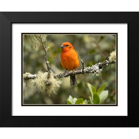 Flame-colored tanager- Costa Rica- Central America Black Modern Wood Framed Art Print with Double Matting by McDonald, Joe and Maryann