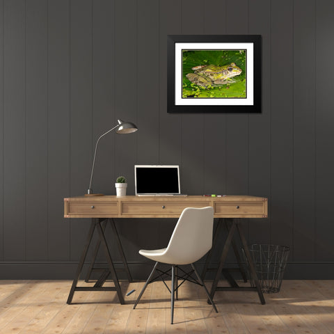 Forrers Grass Frog- Forrers Leopard Frog- Costa Rica Black Modern Wood Framed Art Print with Double Matting by McDonald, Joe and Maryann