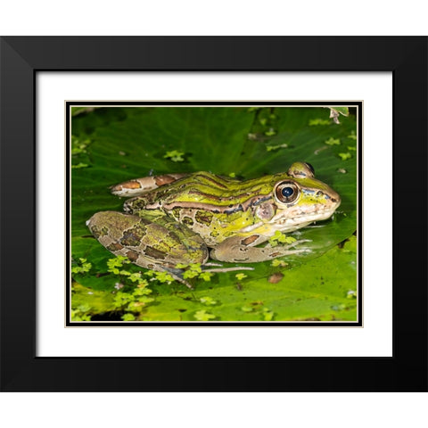 Forrers Grass Frog- Forrers Leopard Frog- Costa Rica Black Modern Wood Framed Art Print with Double Matting by McDonald, Joe and Maryann