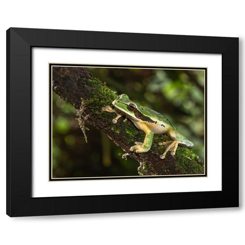 Masked Treefrog- Costa Rica- Central America Black Modern Wood Framed Art Print with Double Matting by McDonald, Joe and Maryann