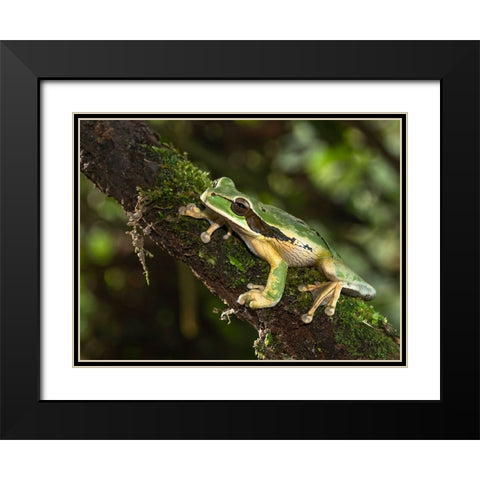 Masked Treefrog- Costa Rica- Central America Black Modern Wood Framed Art Print with Double Matting by McDonald, Joe and Maryann