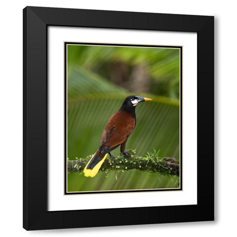 Montezuma oropendola- Costa Rica- Central America Black Modern Wood Framed Art Print with Double Matting by McDonald, Joe and Maryann
