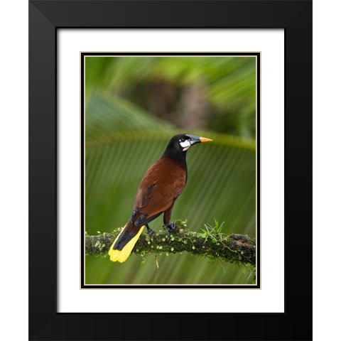 Montezuma oropendola- Costa Rica- Central America Black Modern Wood Framed Art Print with Double Matting by McDonald, Joe and Maryann