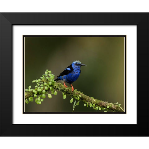 Red-legged honeycreeper- Costa Rica- Central America Black Modern Wood Framed Art Print with Double Matting by McDonald, Joe and Maryann