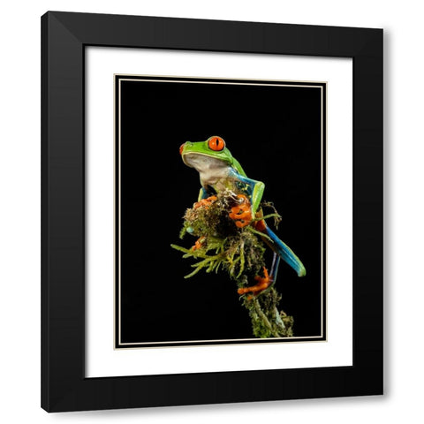 Red-eyed Treefrog- Costa Rica- Central America Black Modern Wood Framed Art Print with Double Matting by McDonald, Joe and Maryann