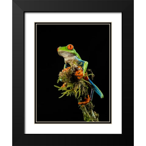 Red-eyed Treefrog- Costa Rica- Central America Black Modern Wood Framed Art Print with Double Matting by McDonald, Joe and Maryann