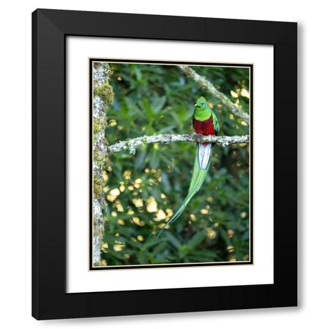Resplendent quetzal- Costa Rica Black Modern Wood Framed Art Print with Double Matting by McDonald, Joe and Maryann