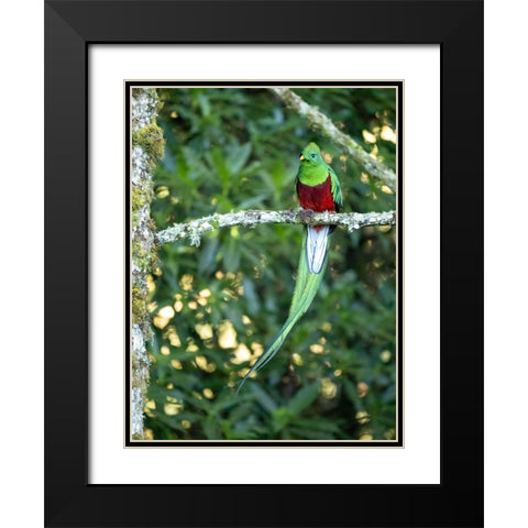 Resplendent quetzal- Costa Rica Black Modern Wood Framed Art Print with Double Matting by McDonald, Joe and Maryann