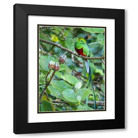 Resplendent quetzal- Costa Rica Black Modern Wood Framed Art Print with Double Matting by McDonald, Joe and Maryann