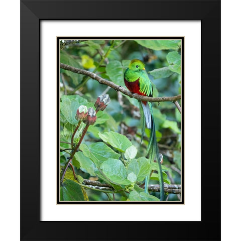 Resplendent quetzal- Costa Rica Black Modern Wood Framed Art Print with Double Matting by McDonald, Joe and Maryann