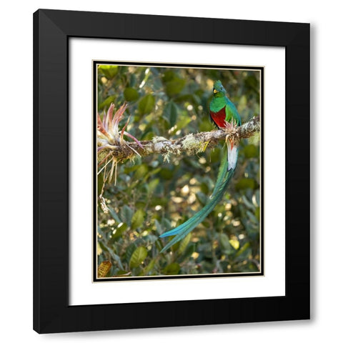 Resplendent quetzal- Costa Rica Black Modern Wood Framed Art Print with Double Matting by McDonald, Joe and Maryann