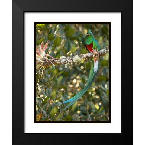 Resplendent quetzal- Costa Rica Black Modern Wood Framed Art Print with Double Matting by McDonald, Joe and Maryann