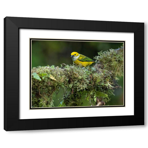 Silver-throated Tanager sitting on tree branch- Costa Rica- Central America Black Modern Wood Framed Art Print with Double Matting by McDonald, Joe and Maryann