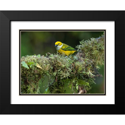 Silver-throated Tanager sitting on tree branch- Costa Rica- Central America Black Modern Wood Framed Art Print with Double Matting by McDonald, Joe and Maryann