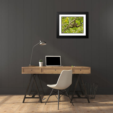 Brown-throated sloth- Costa Rica- Central America Black Modern Wood Framed Art Print with Double Matting by McDonald, Joe and Maryann