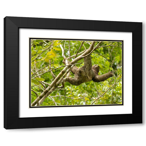Brown-throated sloth- Costa Rica- Central America Black Modern Wood Framed Art Print with Double Matting by McDonald, Joe and Maryann