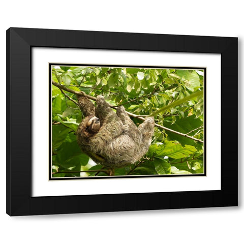 Brown-throated sloth- Costa Rica- Central America Black Modern Wood Framed Art Print with Double Matting by McDonald, Joe and Maryann