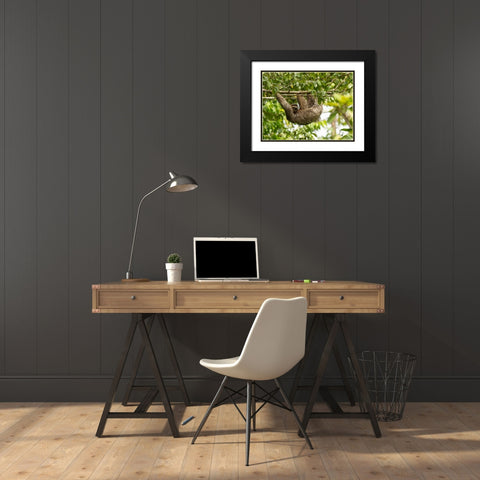 Brown-throated sloth- Costa Rica- Central America Black Modern Wood Framed Art Print with Double Matting by McDonald, Joe and Maryann