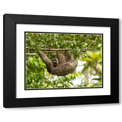 Brown-throated sloth- Costa Rica- Central America Black Modern Wood Framed Art Print with Double Matting by McDonald, Joe and Maryann