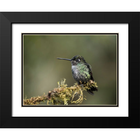 Talamanca Hummingbird- Costa Rica- Central America Black Modern Wood Framed Art Print with Double Matting by McDonald, Joe and Maryann