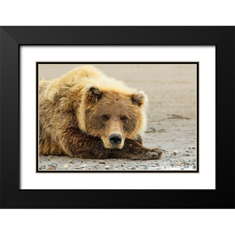Brown bear resting on the beach-Silver Salmon Creek-Lake Clark National Park-Alaska Black Modern Wood Framed Art Print with Double Matting by Jones, Adam