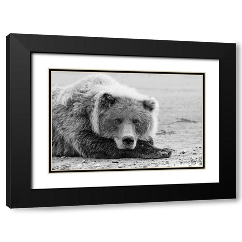Brown bear resting on the beach-Silver Salmon Creek-Lake Clark National Park-Alaska Black Modern Wood Framed Art Print with Double Matting by Jones, Adam