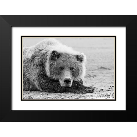 Brown bear resting on the beach-Silver Salmon Creek-Lake Clark National Park-Alaska Black Modern Wood Framed Art Print with Double Matting by Jones, Adam