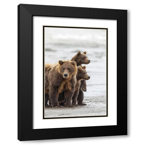 Female Brown bear and cubs-Silver Salmon Creek-Lake Clark National Park-Alaska Black Modern Wood Framed Art Print with Double Matting by Jones, Adam
