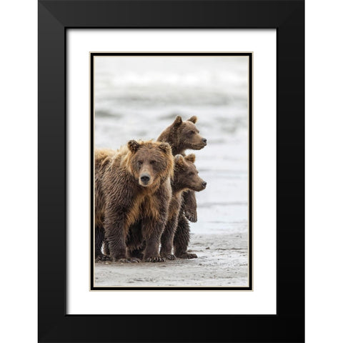 Female Brown bear and cubs-Silver Salmon Creek-Lake Clark National Park-Alaska Black Modern Wood Framed Art Print with Double Matting by Jones, Adam
