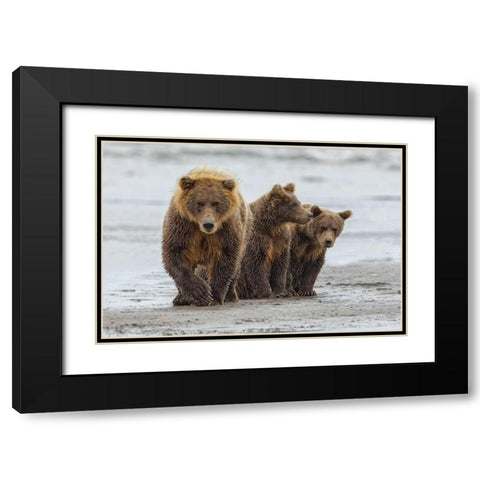 Female Brown bear and cubs-Silver Salmon Creek-Lake Clark National Park-Alaska Black Modern Wood Framed Art Print with Double Matting by Jones, Adam