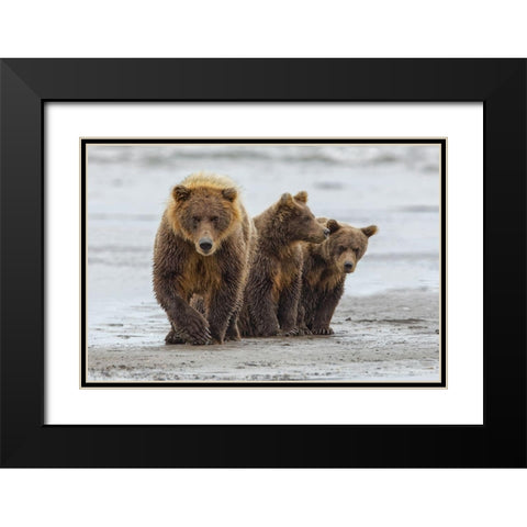 Female Brown bear and cubs-Silver Salmon Creek-Lake Clark National Park-Alaska Black Modern Wood Framed Art Print with Double Matting by Jones, Adam