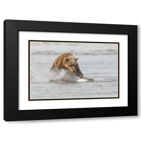Brown bear chasing salmon-Silver Salmon Creek-Lake Clark National Park-Alaska Black Modern Wood Framed Art Print with Double Matting by Jones, Adam