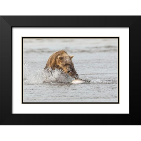 Brown bear chasing salmon-Silver Salmon Creek-Lake Clark National Park-Alaska Black Modern Wood Framed Art Print with Double Matting by Jones, Adam