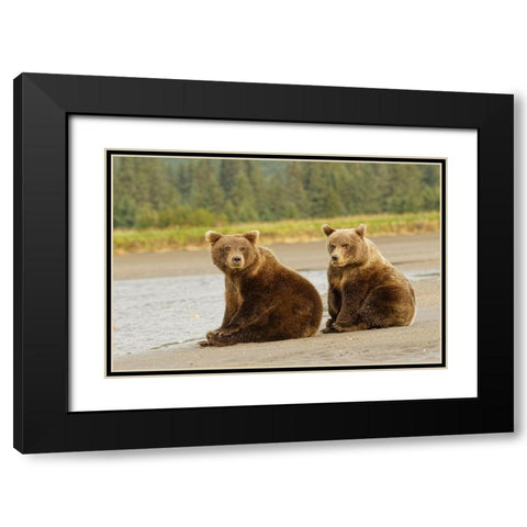 Brown bear cubs nursing-Silver Salmon Creek-Lake Clark National Park-Alaska Black Modern Wood Framed Art Print with Double Matting by Jones, Adam