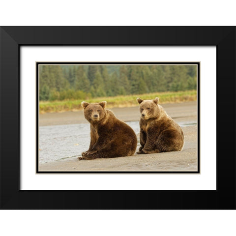 Brown bear cubs nursing-Silver Salmon Creek-Lake Clark National Park-Alaska Black Modern Wood Framed Art Print with Double Matting by Jones, Adam