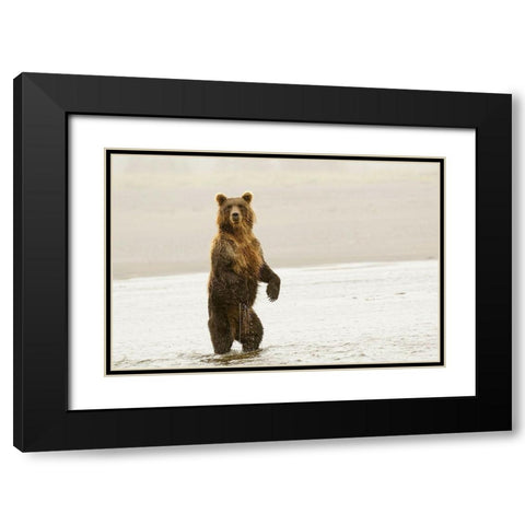 Brown bear standing upright-Silver Salmon Creek-Lake Clark National Park-Alaska Black Modern Wood Framed Art Print with Double Matting by Jones, Adam