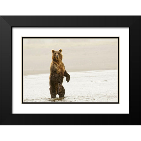Brown bear standing upright-Silver Salmon Creek-Lake Clark National Park-Alaska Black Modern Wood Framed Art Print with Double Matting by Jones, Adam