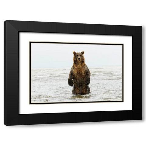 Brown bear standing upright-Silver Salmon Creek-Lake Clark National Park-Alaska Black Modern Wood Framed Art Print with Double Matting by Jones, Adam