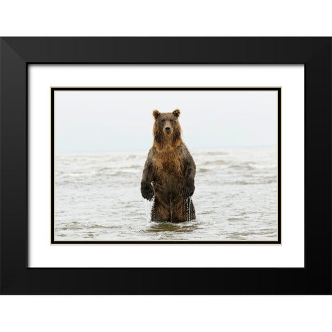 Brown bear standing upright-Silver Salmon Creek-Lake Clark National Park-Alaska Black Modern Wood Framed Art Print with Double Matting by Jones, Adam