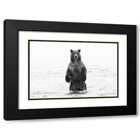 Brown bear standing upright-Silver Salmon Creek-Lake Clark National Park-Alaska Black Modern Wood Framed Art Print with Double Matting by Jones, Adam