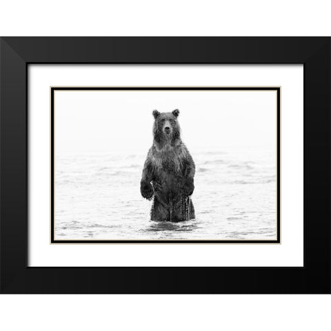 Brown bear standing upright-Silver Salmon Creek-Lake Clark National Park-Alaska Black Modern Wood Framed Art Print with Double Matting by Jones, Adam