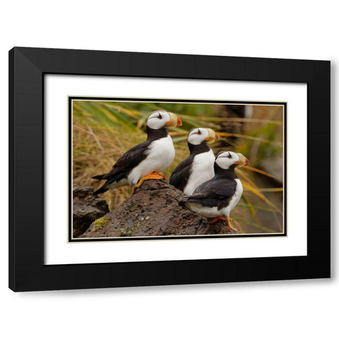Horned Puffin-Fratercula corniculata-Lake Clark National Park-Alaska Black Modern Wood Framed Art Print with Double Matting by Jones, Adam