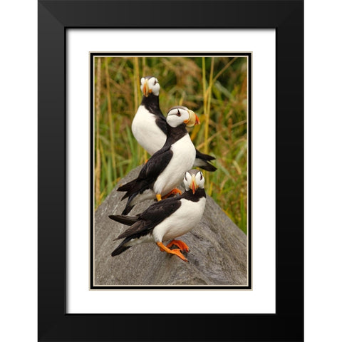 Horned Puffin-Fratercula corniculata-Lake Clark National Park-Alaska Black Modern Wood Framed Art Print with Double Matting by Jones, Adam