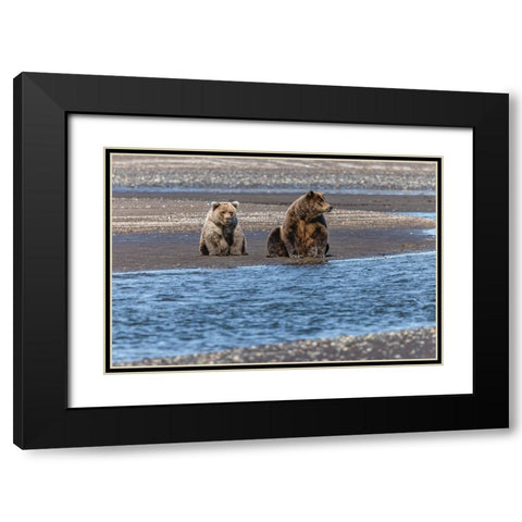 Adult female grizzly bear and cub fishing-Lake Clark National Park and Preserve-Alaska Black Modern Wood Framed Art Print with Double Matting by Jones, Adam