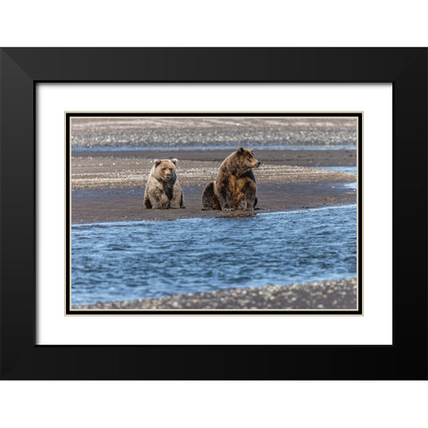Adult female grizzly bear and cub fishing-Lake Clark National Park and Preserve-Alaska Black Modern Wood Framed Art Print with Double Matting by Jones, Adam