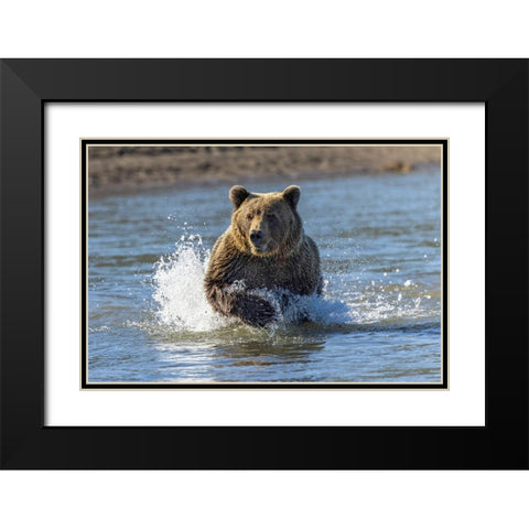 Grizzly bear chasing fish in Silver Salmon Creek-Lake Clark National Park and Preserve-Alaska Black Modern Wood Framed Art Print with Double Matting by Jones, Adam